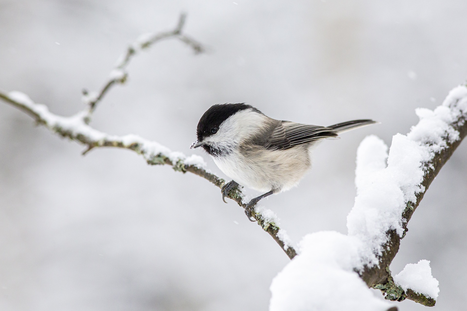 Snow season, taste poetry and painting Fang Xin